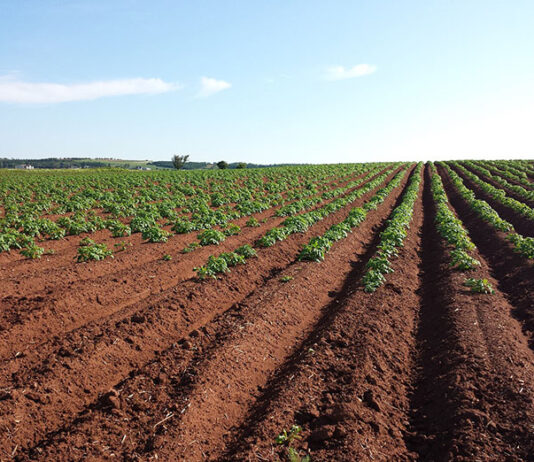 Jak szukać preparatów rolniczych