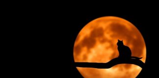 Jak sprawdzić Roczny obrót firmy?