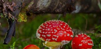 Po czym poznać toksyczną pracę?