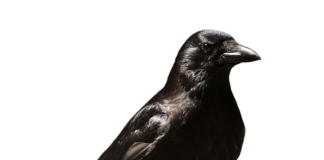 Czy po zwolnieniu się z pracy przysługuje zasiłek?